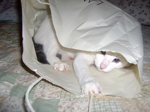 animales00822.jpg