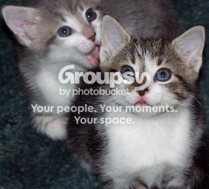Kittens004.jpg