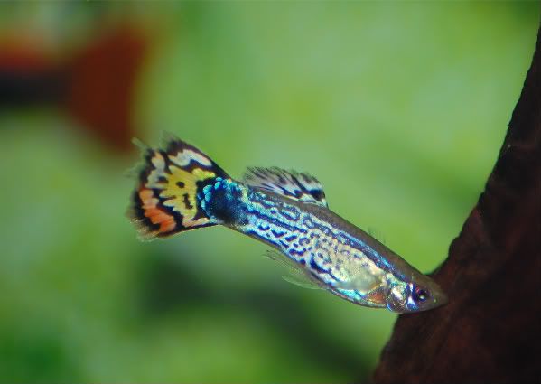 leopard-tail-guppy.jpg