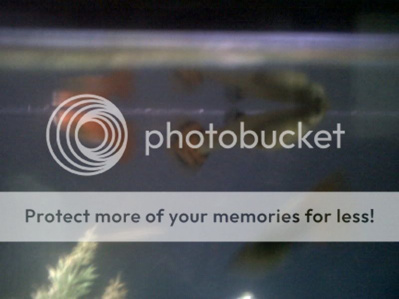 IMG00008-20110620-1639.jpg