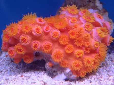 suncoral.jpg