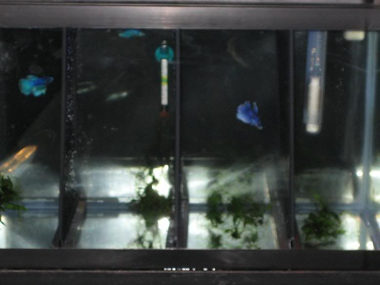 fish1218.jpg