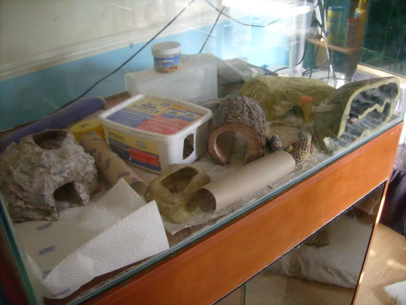 Picsofpetsoctober08100.jpg