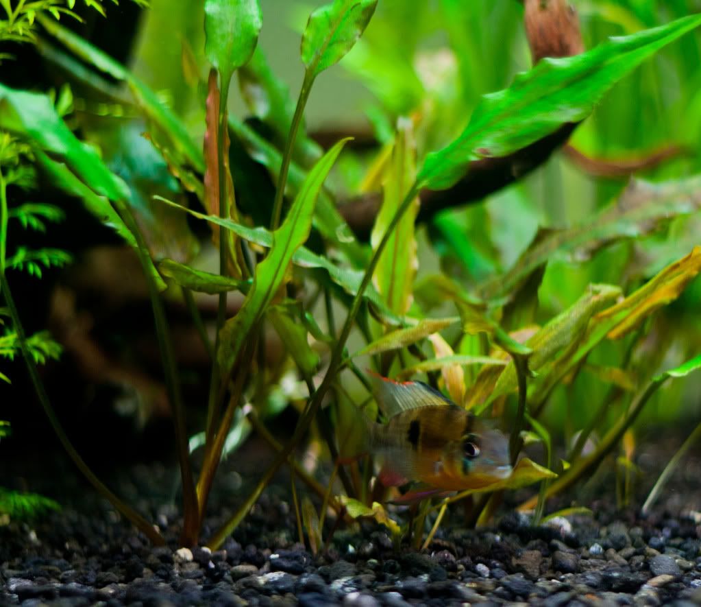 Fish-12.jpg