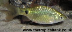 rosy_barb-female.jpg