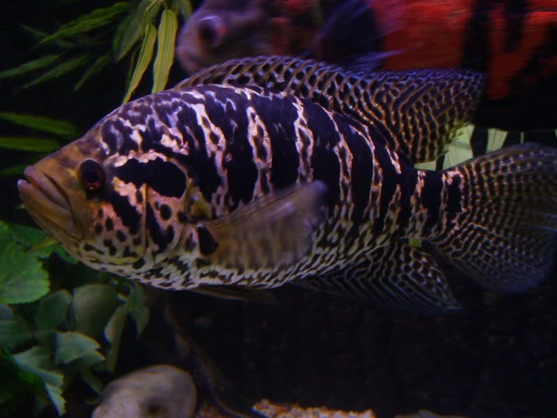S5004255.jpg