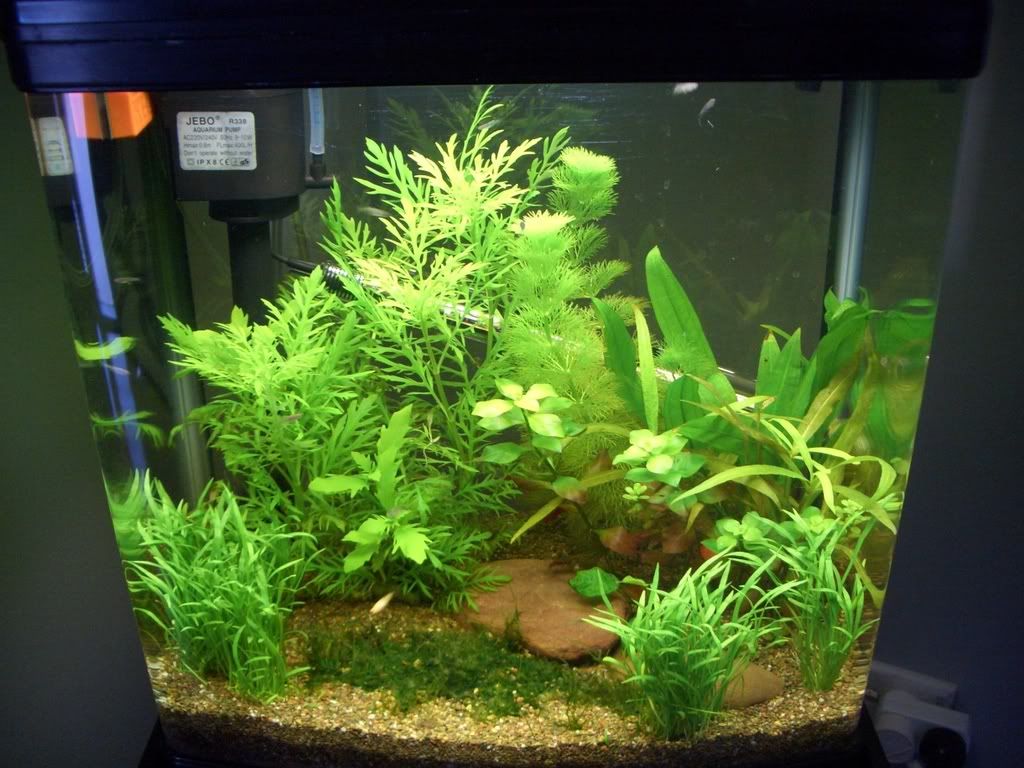 tank2week3.jpg