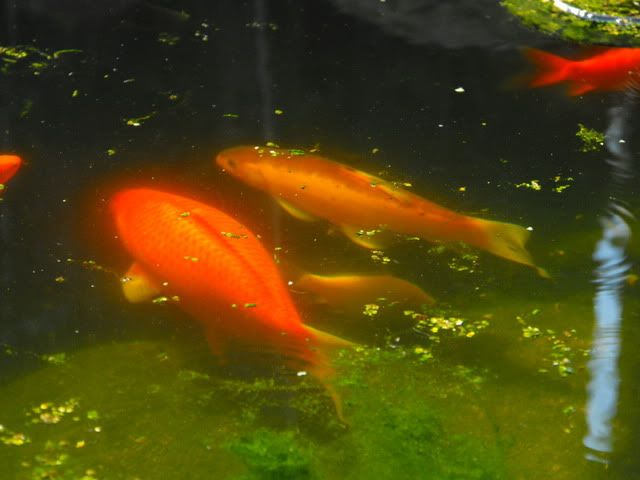 2010_0416pond0034.jpg