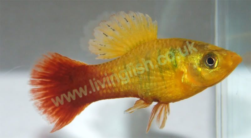 platy.jpg