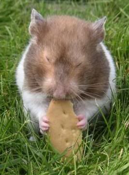 hammybiccy.jpg