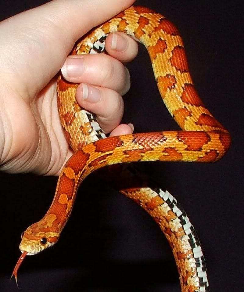 5small.jpg