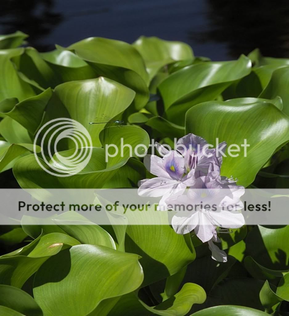 waterhyacinth.jpg