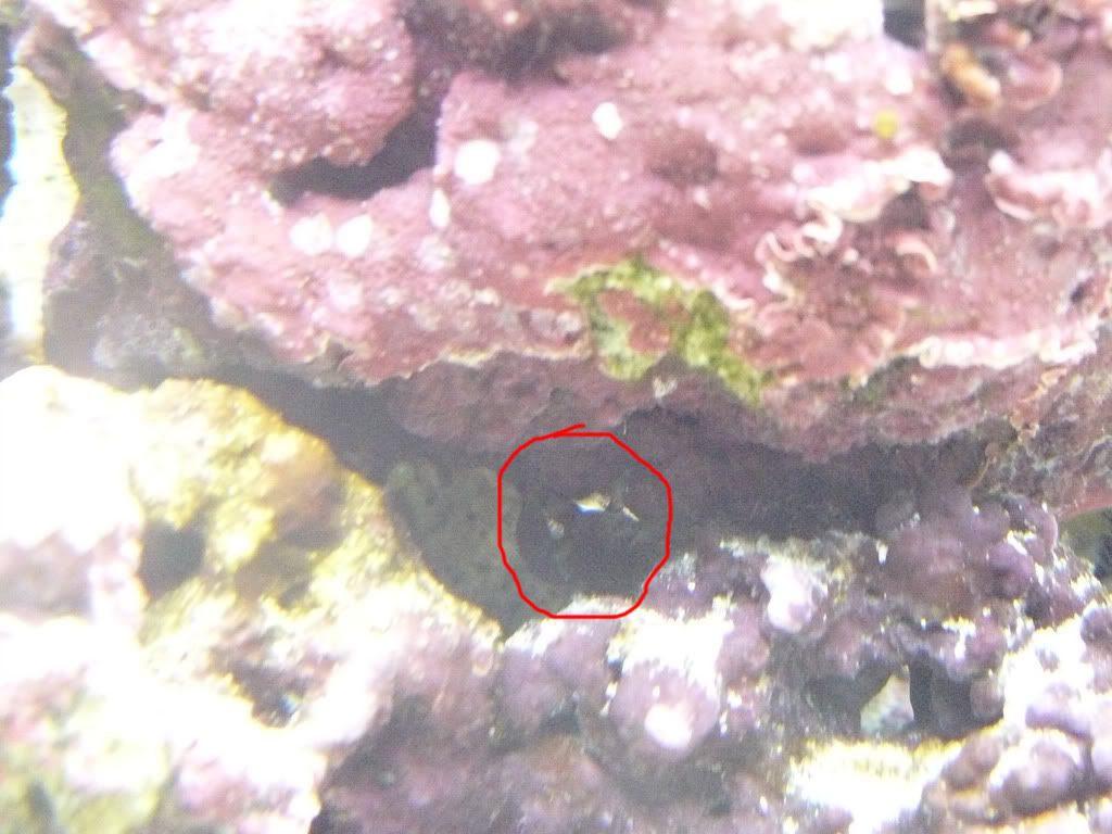 crabthingi.jpg