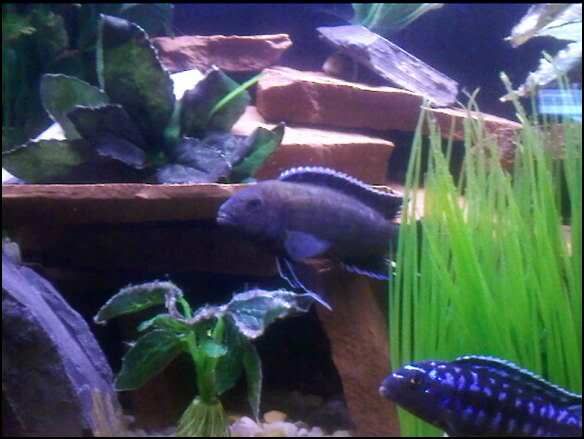 fish2.jpg