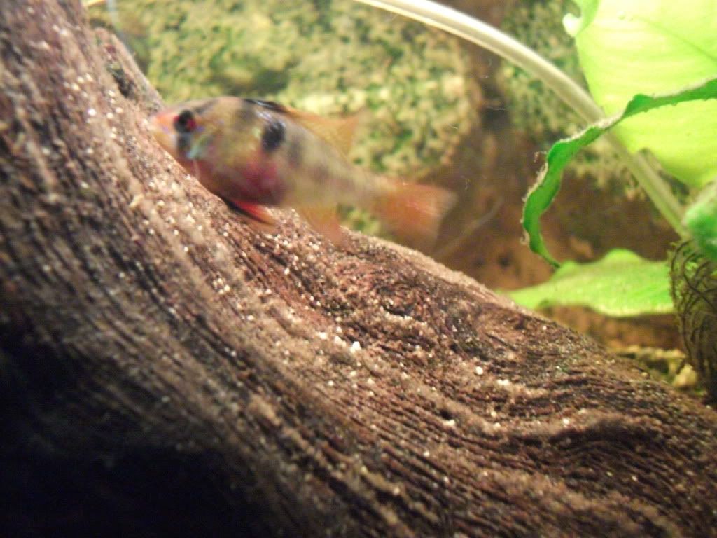 DSCF0536.jpg