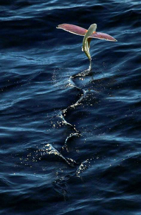 flying_fish2.jpg