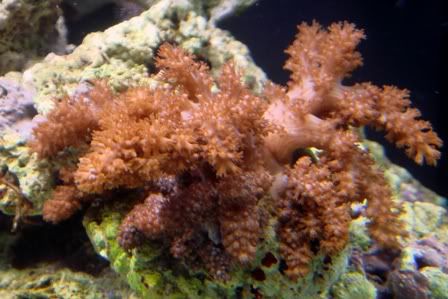 pussycoral.jpg