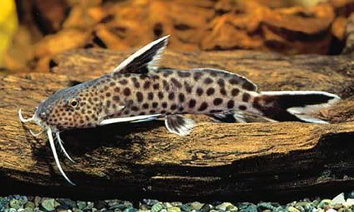 SynodontisPetricola.jpg