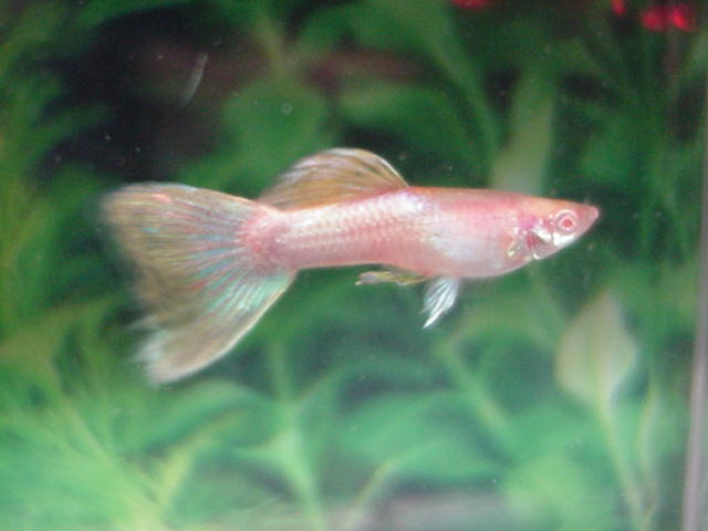 albino_pink.jpg