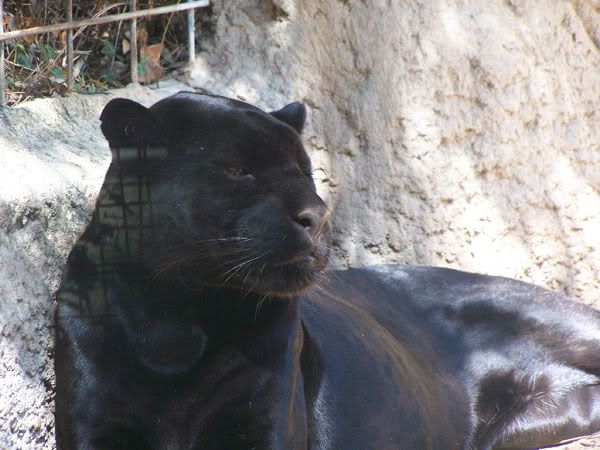 jaguarblack.jpg