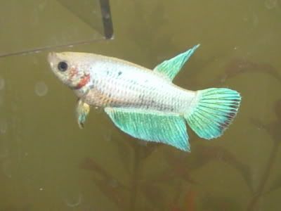 Fishies066.jpg