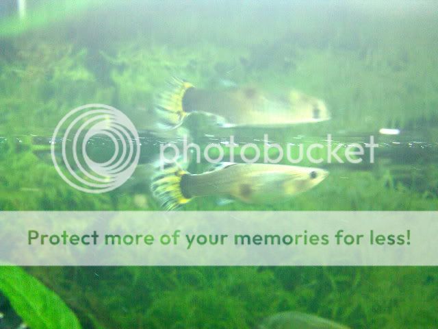 08042009046.jpg