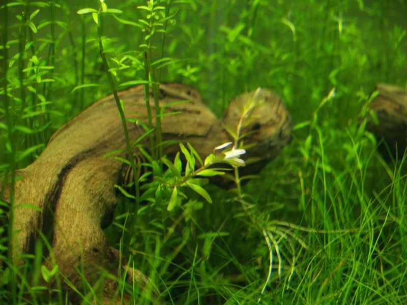 Fishcube54.jpg
