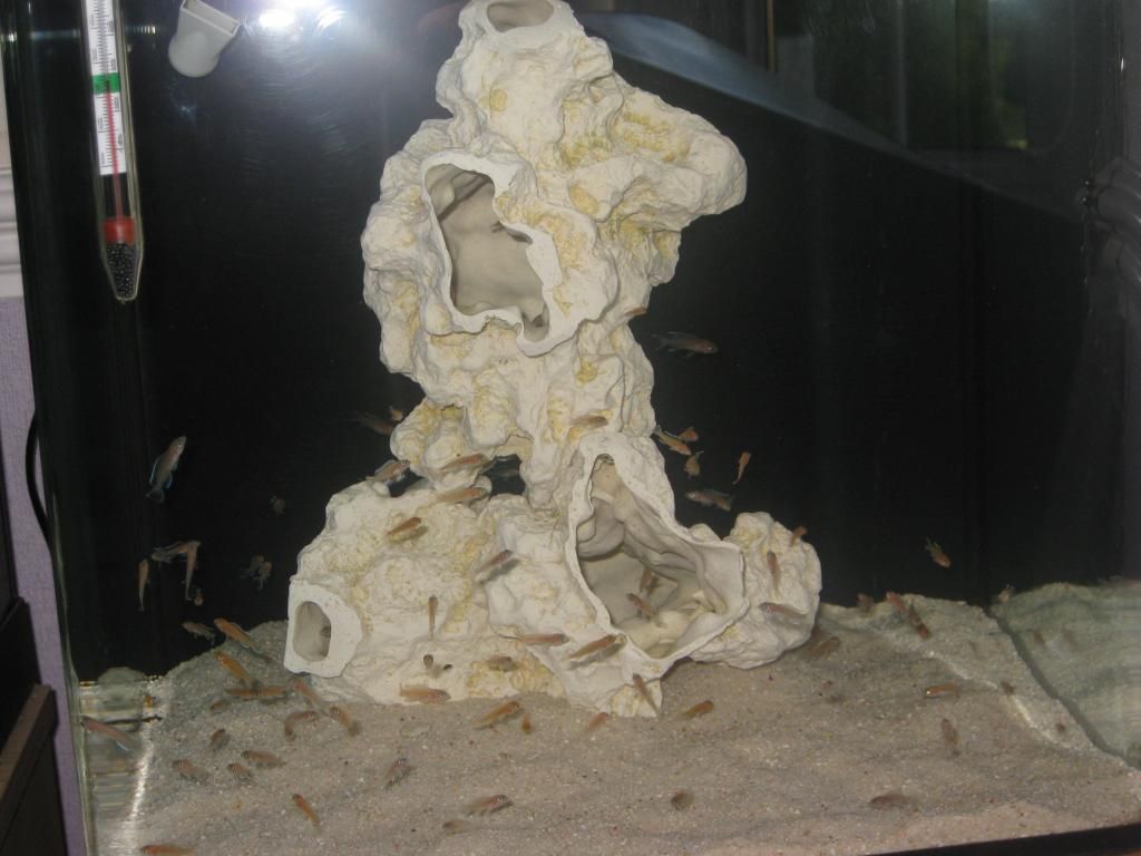 IMG_6193_zps85937347.jpg