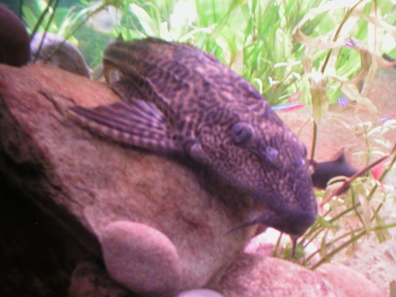 plec4.jpg