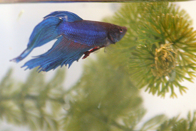 betta3.jpg