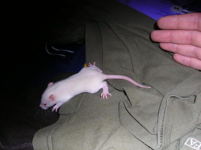 calliesbabies012.jpg