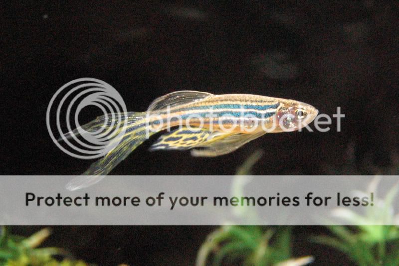 fish147.jpg