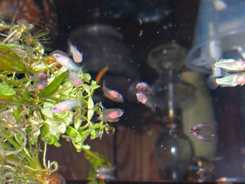 DSCN4062.jpg