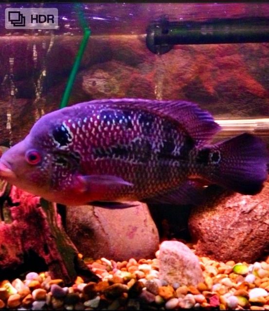 flowerhorn2_zpsa579cf8c.jpg