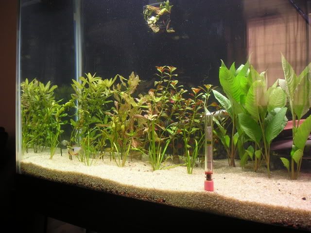 P1010004b.jpg
