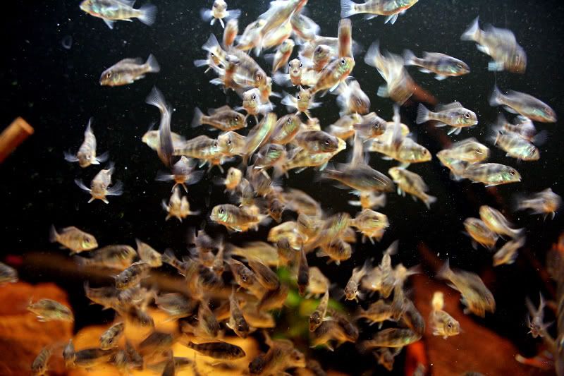 swarm.jpg