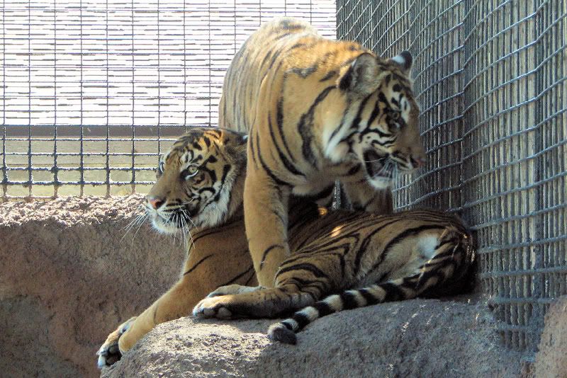 SumatranTigerMaleandFemale.jpg