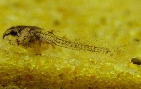 PepperCory2.jpg