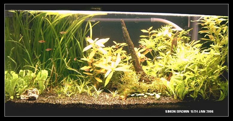 PLANTEDTANK15THJAN06.jpg