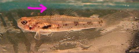 goby-blackstripe.jpg