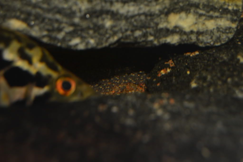 DSC_0701.jpg