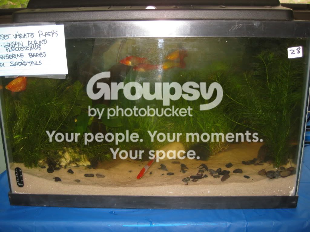 SpringFishExpo10055.jpg