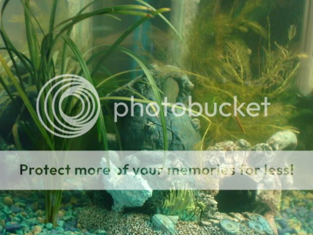 fishies003.jpg