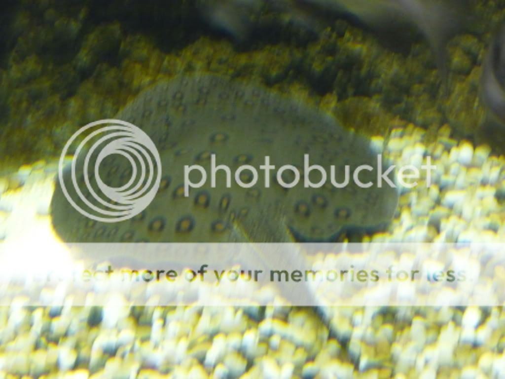 Dubai2009056.jpg