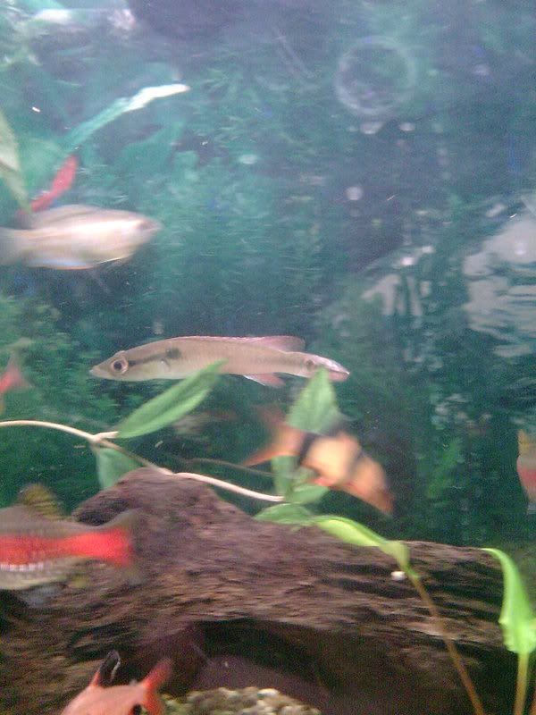 pike2.jpg