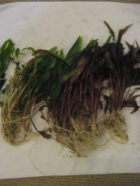 20090502012.jpg