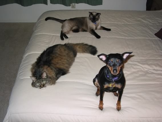 Three_cuties_bed.jpg
