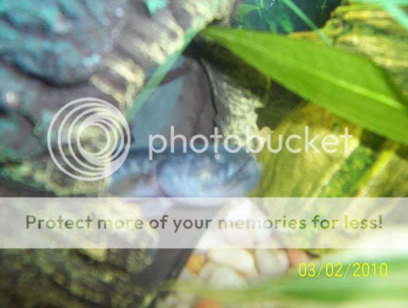 goby2.jpg