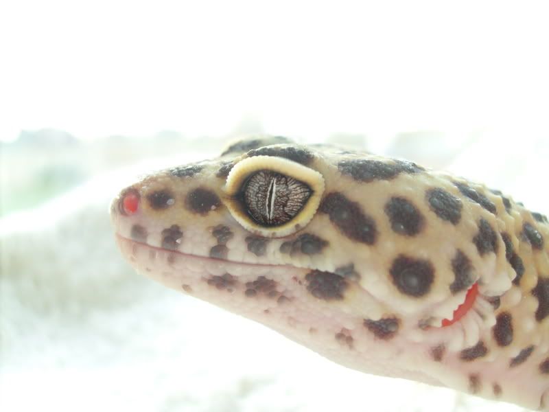 Picsofpetsoctober08083.jpg