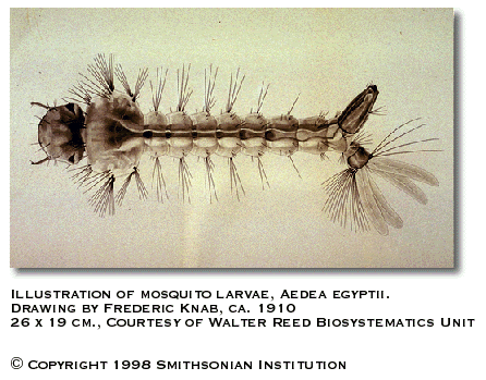 mosquitolarvae.gif